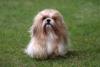 Lhasa Apso descabelo na grama