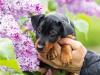 O Pinscher é um dos cachorros mais populares