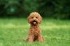 Poodle marrom sentado na grama