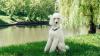 Poodle branco grande sentado na grama