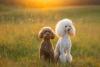 Poodle branco e marrom lado a lado ao ar livre