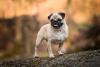 Pug em pé em cima de pedra