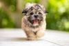 Shih Tzu filhote com a boca aberta 