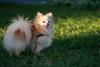 Spitz Alemão com rabo peludo em cima da grama