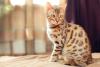 Raças de gato: Bengal sentado 