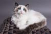 Raças de gato: Ragdoll deitado em almofada