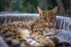 Raças de gato: Savannah deitado ao ar livre