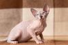 Raças de gato: Sphynx sentado