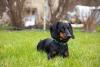 Raças de cachorro: Dachshund deitado
