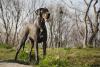 Raças de cachorro: Dogue Alemão de pé