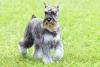 Raças de cachorro: Schnauzer de pé