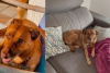 Nomes para cachorro fêmea: Rita é uma SRD muito animada e brincalhona, resgatada das ruas pela família Azeredo