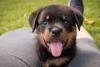 Filhote de Rottweiler feliz com a língua de fora
