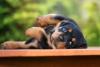 Rottweiler filhote deitado olhando com carinha de pidão