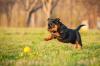 Rottweiler filhote correndo atrás de bolinha amarela ao ar livre