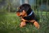 Rottweiler filhote deitado perto de uma grade