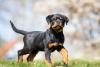 Rottweiler filhote andando