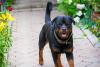 Rottweiler feliz em cima da calçada
