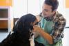 Cachorro São Bernardo recebendo carinho de homem