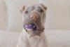 Shar Pei com bola na boca