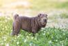 Shar Pei cinza andando por campo florido