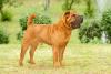 Shar Pei de pé de lado na grama