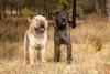 Um Shar Pei branco e um Shar Pei preto