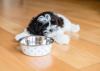 Shih Tzu filhote com pote na frente
