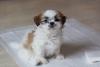 Shih Tzu filhote em cima do tapetinho higiênico