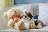 Shih Tzu filhote com ursinho de pelúcia