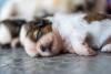 Shih Tzu recém-nascido dormindo