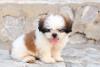 Shih Tzu filhote com a língua de fora