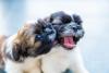 Dois Shih Tzu filhotes interagindo
