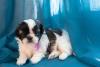 Shih Tzu filhote deitado perto de cortina azul