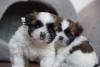 Dois Shih Tzu filhotes juntos