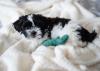 Shih Tzu filhote deitado em cima da cama