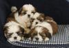Vários Shih Tzu filhotes juntos