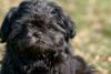 Shih Tzu filhote pretinho no sol
