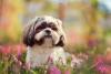 Shih Tzu em campo florido