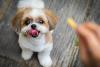 Shih Tzu querendo petisco