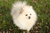 Spitz Alemão branco peludo