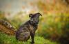 Staffordshire Bull Terrier olhando para o lado