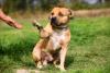 Staffordshire Bull Terrier dando a patinha