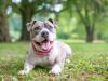 Staffordshire Bull Terrier deitado com a língua de fora