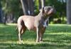 Staffordshire Bull Terrier de lado em pé na grama