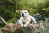 Staffordshire Bull Terrier deitado em cima de tronco
