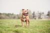 Staffordshire Bull Terrier marrom andando pelo campo