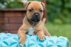 Staffordshire Bull Terrier filhote marrom com patinhas para frente