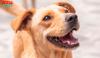 Cachorro caramelo feliz com a boca aberta
