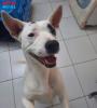 Wendy está pronta para ser adotada pela Associação dos Amigos dos Animais de Nova Odessa   